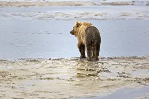 Grizzly bear on the banks of the Douglas River in Katmai National Park in Alaska