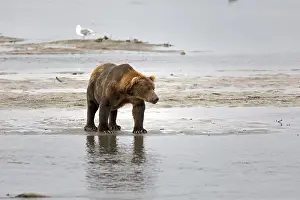 Grizzly bear on the banks of the Douglas River in Katmai National Park in Alaska