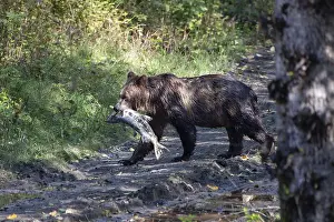 Grizzly bear in Canada eats a fish (Ursus arctos)