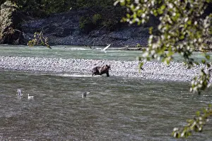 Grizzly bear in Canada (Ursus arctos)