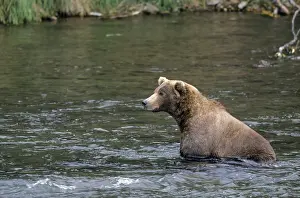 Grizzly Bear catching Salmon in Brooks River (Brown Bear)