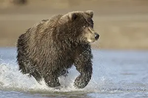 Grizzly bear, grizzly bears (Ursus arctos horribilis)