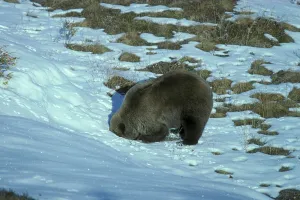 Grizzly Bear, grizzly bears (Ursus arctos horribilis)