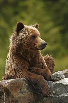 Grizzly bear, grizzly bears (Ursus arctos horribilis)