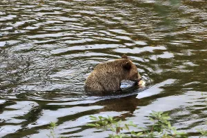 Grizzly bear in Knight Inlet in Canada