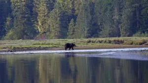 Grizzly bear in Knight Inlet in Canada