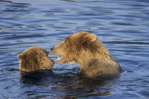 Grizzly Bear sow young playing in water (Grizzly) (Brown Bear) (Ursus arctos)