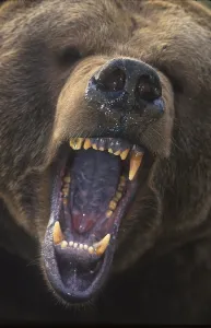 Grizzly Bear (Ursus arctos), close-up of mouth wide open