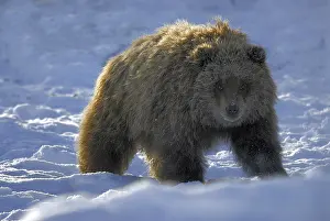 Grizzly Bear (Ursus arctos), cub standing in snow