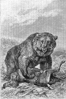 Grizzly bear (Ursus arctos horribilis)