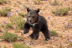 Grizzly bear (Ursus arctos horribilis), 3 months, Monument Valley, Utah, USA, North America