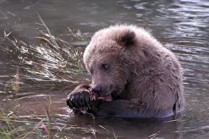 Grizzly bear (Ursus arctos horribilis)