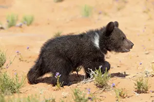 Grizzly Bear (Ursus arctos horribilis)