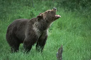 Grizzly bear (Ursus arctos horribilis)