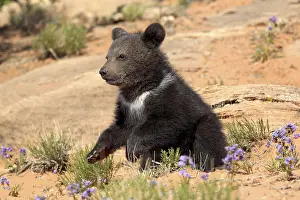 Grizzly bear (Ursus arctos horribilis)