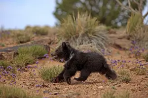 Grizzly Bear (Ursus arctos horribilis)