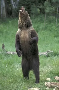 Grizzly Bear (Ursus arctos horribilis)