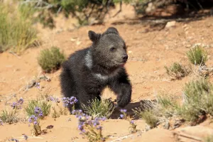Grizzly bear (Ursus arctos horribilis)