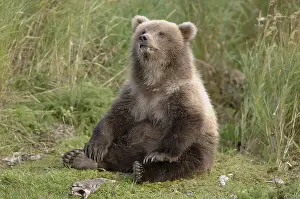 Grizzly bear (Ursus arctos horribilis)