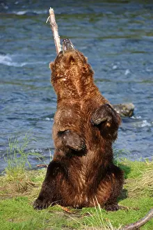 Grizzly bear (Ursus arctos horribilis)