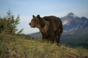 Grizzly bear (Ursus arctos horribilis)