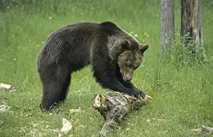 Grizzly Bear (Ursus arctos horribilis)