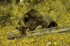 Grizzly bear (Ursus arctos horribilis)