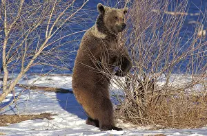 Grizzly Bear (ursus arctos horribilis)