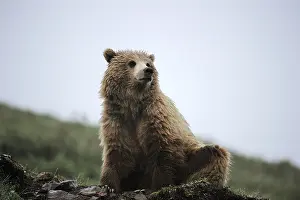 Grizzly Bear (Ursus arctos horribilis) in the Arctic tundra