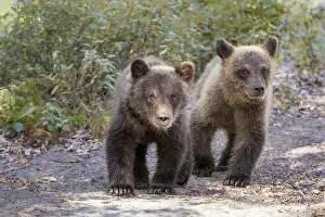 Grizzly Bear (Ursus arctos horribilis) two bear cubs
