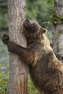 Grizzly Bear (Ursus arctos horribilis) hugging tree