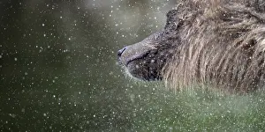 Grizzly Bear (Ursus arctos horribilis) shaking wet fur