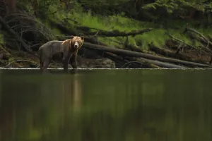 Grizzly Bear (Ursus arctos horribilis) subadult