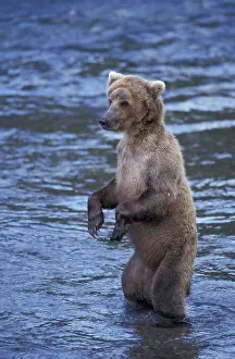 Grizzly bear (Ursus arctos horribilis) is in water in the river