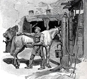 Groom and farrier of the Berlin cabmen
