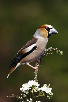 Grosbeak or Hawfinch (Coccothraustes coccothraustes)