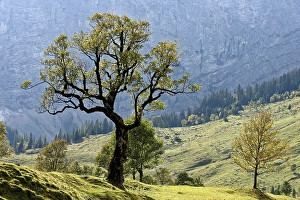 Grosser Ahornboden, autumn trees in front of mountain massif