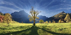 Category Mountain Landscapes Prints: Grosser Ahornboden Panorama with autumnal colourful gnarled maple tree in low sun below the Spritzkar
