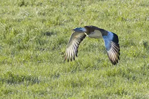 Grosstrappe Maennchen (Otis tarda) im Flug ueber eine Wiese