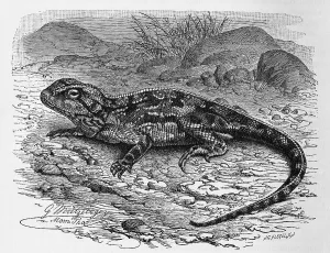 Ground agama (Agama aculeata), Agama armata