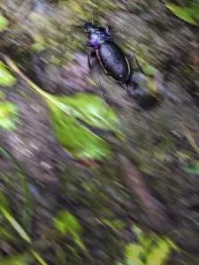 Ground beetle (Carabus nemoralis)