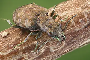 Ground beetle (Elaphrus riparius) on a branch