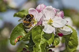 Ground bumblebee (Bombus terrestris)