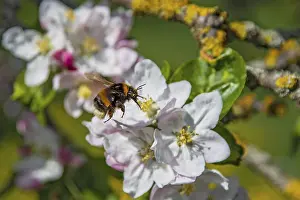 Ground bumblebee (Bombus terrestris)