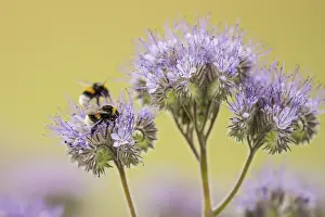 Ground bumblebee (Bombus terrestris)
