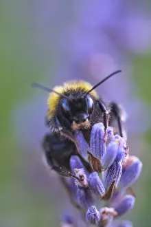Ground bumblebee (Bombus terrestris) collecting nectar in lavender (Lavendula)