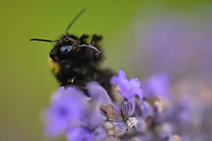 Ground bumblebee (Bombus terrestris) collecting nectar in lavender (Lavendula)