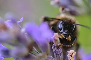 Ground bumblebee (Bombus terrestris) collecting nectar in lavender (Lavendula)