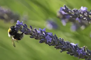 Ground bumblebee (Bombus terrestris) visiting lavender (Lavandula angustifolia)