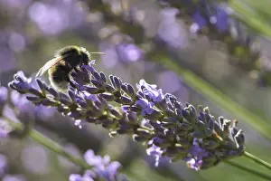 Ground bumblebee (Bombus terrestris) visiting lavender (Lavandula angustifolia)